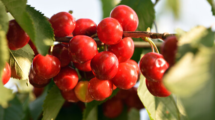 The fresh dark red cherries hanging on the tree at orchard, Selective focus of ripe prunus avium,...