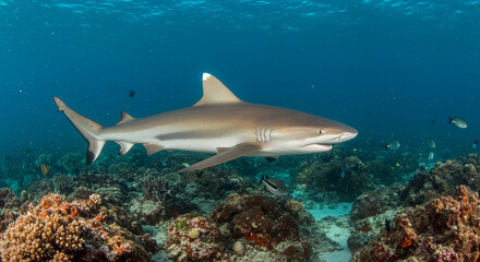 Obraz premium A majestic shark glides gracefully over a vibrant coral reef in the clear blue ocean
