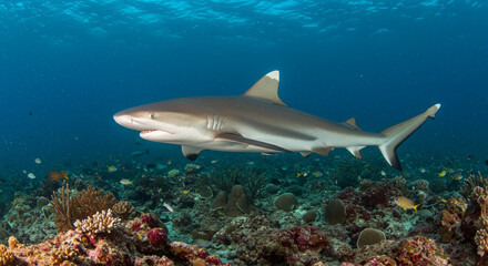 A sleek grey shark glides gracefully over a vibrant coral reef in the clear blue ocean.