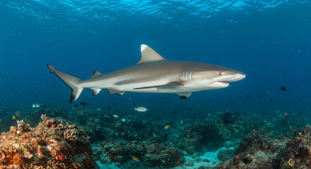 Fototapeta premium A powerful shark glides gracefully through crystal-clear ocean waters above a vibrant coral reef.