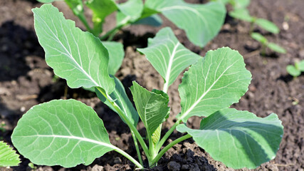young cabbage seedling with fresh green leaves, highlighting textures and growth. Perfect for...