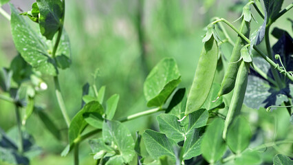 Young pea pods on a green pea plant. Pea pods ripening in the garden on sunny summer day. Beauty in...