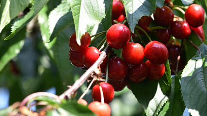 The fresh dark red cherries hanging on the tree at orchard, Selective focus of ripe prunus avium, Sweet cherry is ready to harvest or picking late spring or early summer, Health benefits of berries.
