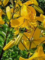 yellow flowers in the garden