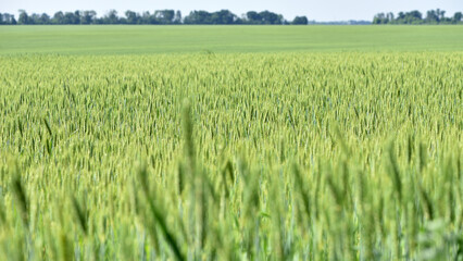 spikelets. Fresh green young unripe juicy spikelets of wheat on a blurred green field. Oats, rye,...
