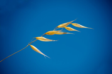 Detalle planta de espigas sobre cielo azul