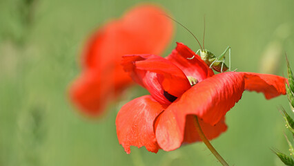 Macro image of a green grasshopper with long antennae resting on a red poppy flower. insects in nature. grasshopper sits on wild poppy flowers. natural habitat, close-up. flowering season
