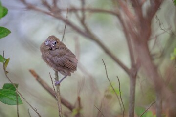 baby cardinal