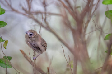 baby cardinal