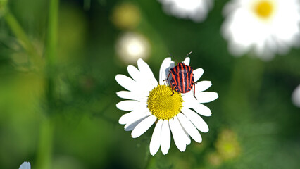 Graphosoma lineatum. Macro photo of a graphosoma bug, showing vivid stripes and delicate petal....