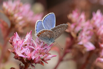 Schmetterling 1401