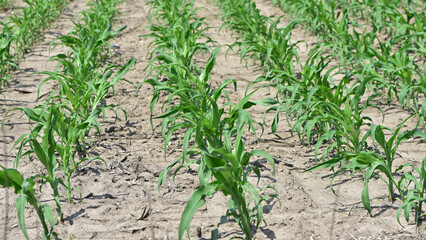 A small plant in soil, corn leaves, green sprout. Ecology, environmental protection. Greenhouse work. corn seedlings in field, small plants. spring, start of work, agriculture, close-up