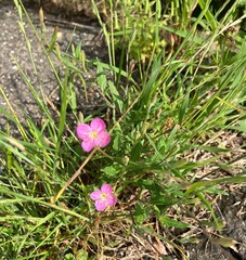 道端の草花