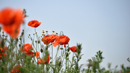 poppies. delicate petals of red poppies in the sun. background with poppy flowers. Beautiful red poppy wild flower and buds in the field. beauty in nature. close-up. spring season, summer time