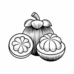 Mangosteen fruit image. Black and White Mangosteen Fresh Fruit image Vector isolated on White Background.