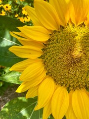sunflower in a garden