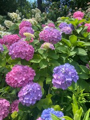 pink and purple hydrangea flowers