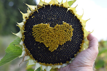 Sunflower plant with heart from seeds. yellow pollen. plant for making oil. farmer's hand holding large sunflower. agricultural flower in the field. shape of a heart. close-up. love, good harvest