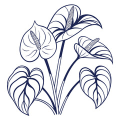 vector illustration of anthurium