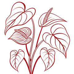 vector illustration of anthurium