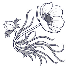 black and white anemone