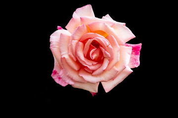 pink rose on black background