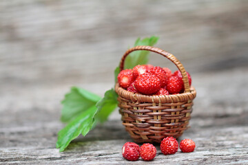 wild  strawberries in a basket