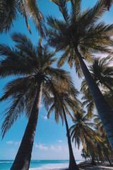 Summer beach in Mexico with palm trees