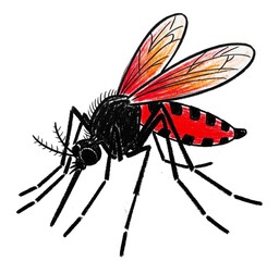 Mosquito isolated on white background