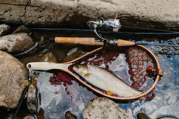 Fisherman catching brown trout with fishing net and rod