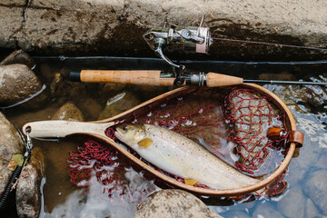 Fisherman catching brown trout with fishing rod and landing net