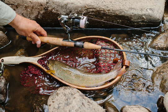 Fisherman holding fishing rod with freshly caught trout in net