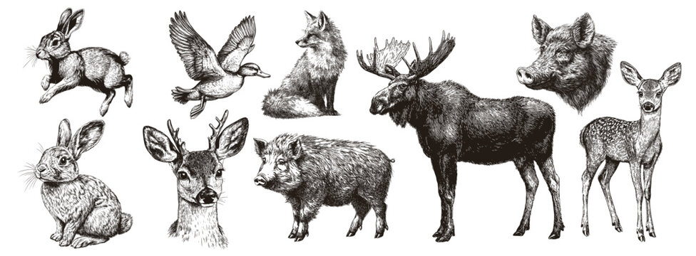 wild animals engraving. rabbit duck fox deer roe deer wild boar elk, venison game meat bird mammals hunting hunter prey forest nature vector illustration
