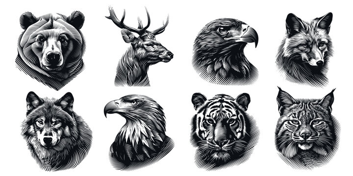 wild animals head engraving. animal bear deer hawk fox wolf eagle tiger lynx, predator taiga siberia reserve nature forest line print monochrome vector illustration