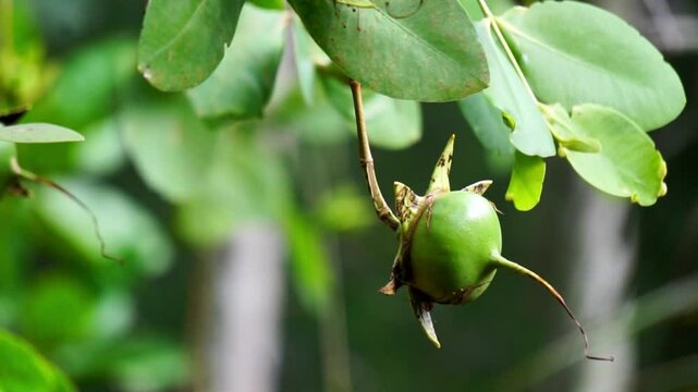 Green mangrove fruit is hanging on the tree. Mangrove fruit cannot be eaten directly because it contains substances that can cause a bitter taste or even be poisonous.