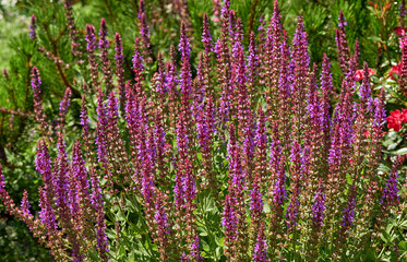 Lovely pink purple sage salvia and young spruce shoots in a green garden