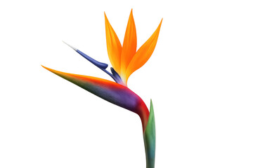 Vibrant bird of paradise flower with transparent background, showcasing its unique and colorful petals