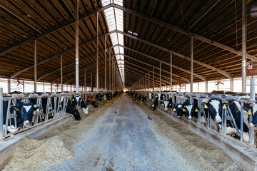 Diary cows in modern free livestock stall
