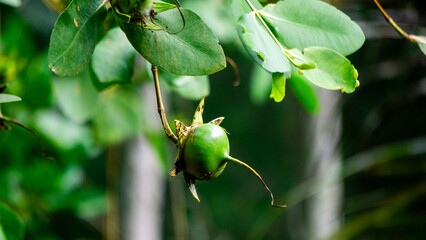 Green mangrove fruit is hanging on the tree. Mangrove fruit cannot be eaten directly because it...