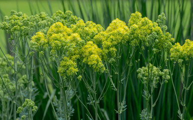 Graublättrige Wiesenraute (Thalictrum flavum ssp. glaucum)