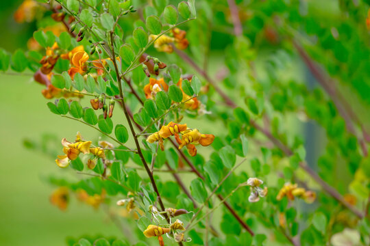 Gelbe Blasenstrauch (Colutea arborescens) oder Gew&ouml;hnliche Blasenstrauch