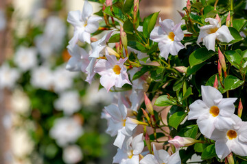 Selective focus of white pink flowers Rocktrumpet in the garden, Mandevilla is a genus of tropical...