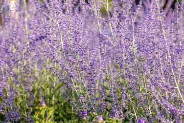 Selective focus purple blue spire flowers in the garden with warm sunlight, Salvia yangii or Perovskia atriplicifolia is a flowering herbaceous perennial plant and subshrub, Natural floral background.