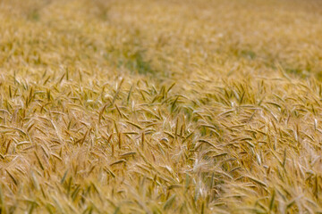 Agriculture countryside in Netherlands, Yellow barley (gerst) on the field before harvest, Hordeum vulgare, Texture of soft ears of wheat in the farm, Agriculture industry, Natural pattern background.