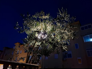Lantern casts soft light on olive tree under a darkening night sky in a serene urban setting
