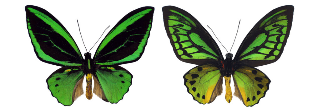 A vibrant male green birdwings butterfly, Ornithoptera priamus, is showcased from both sides. The striking green and black patterns highlight its beauty in isolation, revealing details of its wings.