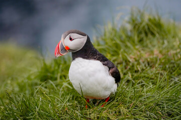 atlantic puffin in iceland