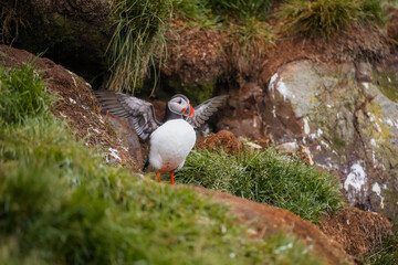 atlantic puffin or common puffin in iceland