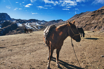 A beautiful horse in the Vinicunca mountains with a breathtaking view in Cusco, Peru
