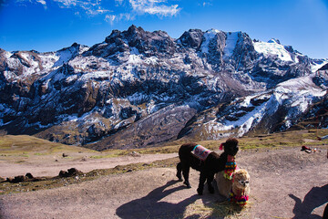 two beautiful lamas in the Vinicunca mountains with a breathtaking view in Cusco, Peru